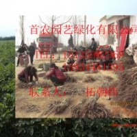 供應優(yōu)質核桃成品苗 實生苗