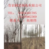 優(yōu)質國槐