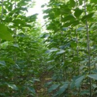 供應(yīng)速生白蠟小苗、速生國(guó)槐小苗、速生法桐小苗