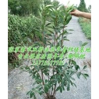 長期批量供應法國冬青 珊瑚樹苗木