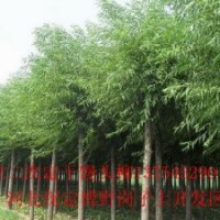 苗木火炬樹(shù)、速生柳、竹柳、金絲柳、垂柳、饅頭柳、漳河柳、柳樹(shù)