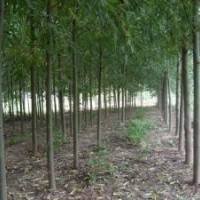 本基地長期供應(1-15公分）速生柳、黃柳、金絲柳.垂柳、法桐、國