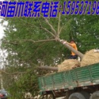 國槐、白蠟、合歡基地