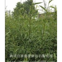 供應四川正宗優質竹柳基地