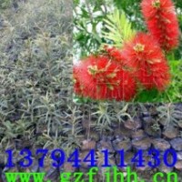 紅千層苗 多花紅千層苗 紅千層樹苗 紅千層小苗 美花紅千層苗