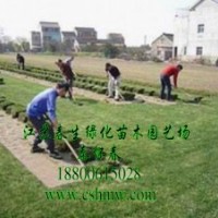 供應(yīng)繡線菊，劍麻，草坪，連翹，玉蘭，櫻花，刺松，黃楊
