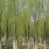 15公分到18公分20公分金絲垂柳價格 范圍運城20公分垂柳價格