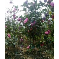 低價(jià)供應(yīng)木槿、紫荊、大葉黃楊、銀杏等綠化苗木