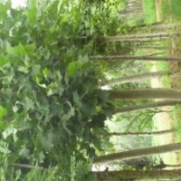 山東國槐價格 8公分國槐價格