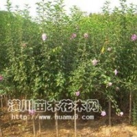 供應木槿，木槿價格，獨干木槿，紅花木槿，潢川木槿基地