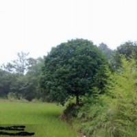 供應桂花樹