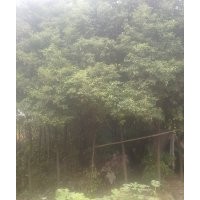 供應(yīng)湖北香樟，廣玉蘭，欒樹，大葉女貞等綠化苗木