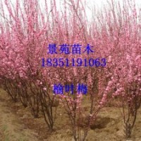 榆葉梅批發/榆葉梅直銷