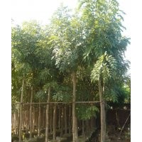綠化苗木臘腸樹-基地綠化苗木臘腸樹