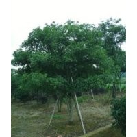 自產(chǎn)自銷絕對低價各種工程喬灌苗大桂花,移植骨架香樟,紅葉石楠