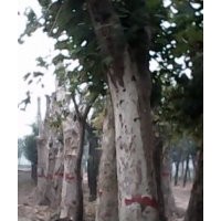 國槐20---60大規格國槐