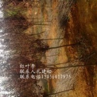 供應紫葉李，2公分，4公分，6公分，8公分，10公分