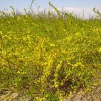 出圃價(jià)批售連翹.迎春.薔薇.龍柏.月季.火棘.劍麻..