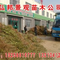 特價供應速生白蠟苗速生國槐苗