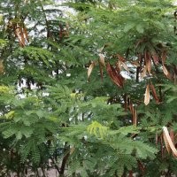 浙江合歡價格15公分帶土球合歡價格