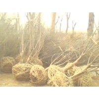 供應青桐、杜仲、山茱萸