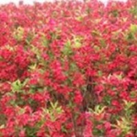 紅王子錦帶，紅王子錦帶出售，紅王子錦帶生產基地