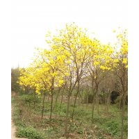 供應黃花風鈴木
