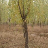 8-20公分垂柳價格20-80公分大規格柳樹