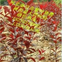 紫葉矮櫻，中華太陽李，榆葉梅，營養杯50公分高矮接金葉榆！
