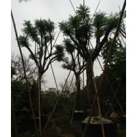 藍花楹