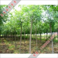 河北泓遠長期不斷供應喜光的白蠟