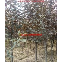 紅葉李、大葉女貞、香樟、紫薇、烏桕、石楠、廣玉蘭、樸樹