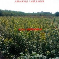 供應 三角楓 三角楓小苗50萬