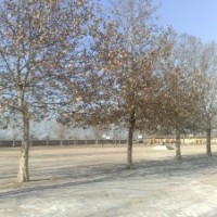供應(yīng)30公分的大法桐樹