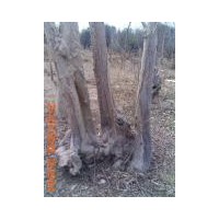 白皮松 柳樹 ；欒樹 大葉女貞 國槐 白蠟 側柏