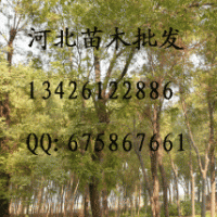 供應國槐 國槐批發 大量低價出售國槐 國槐價格 國槐基地 國槐 苗