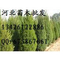 側柏批發(fā) 側柏哪里便宜 大量低價出售側柏