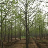 25公分銀杏價格