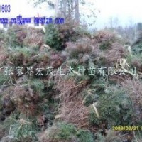2012杉木苗價格