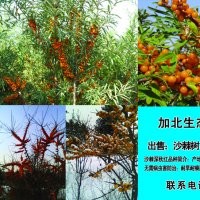 沙棘樹，掛果經冬不癟不落，景觀獨特