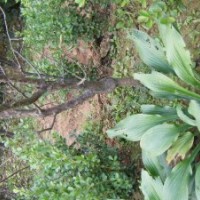紅梅、綠梅、榆葉梅、紫葉桃、紫葉李
