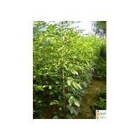 長期供應速生白蠟小苗