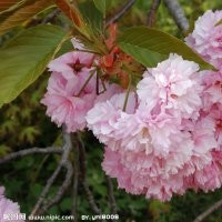 供應4公分木槿 速生柳 櫻花 海棠