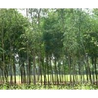 臭椿專供、臭椿樹苗、首選春秋臭椿種植基地
