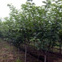 供應各種規格櫻花 櫻花小苗 2-8公分櫻花大量