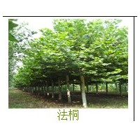 萊蕪哪里有國槐 哪里有法桐 山東法桐基地 濟(jì)寧法桐
