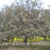 河北八棱海棠樹 八棱海棠樹價格