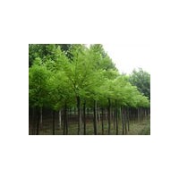 山西國槐【5-6-7公分國槐】特價出售廣源苗木