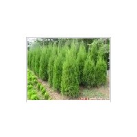 蜀檜小苗優惠價格上市