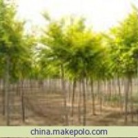 供應金葉榆 河北金葉榆 矮接金葉榆